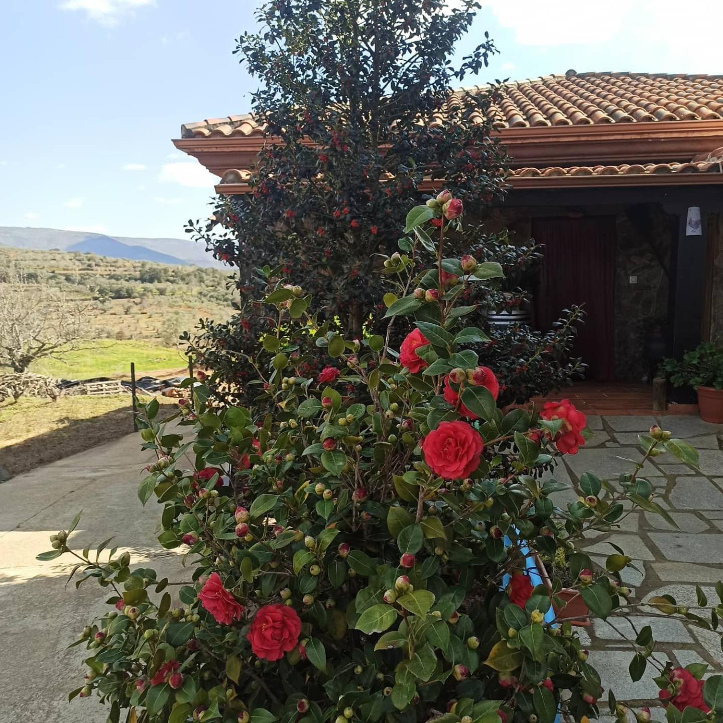 Casa Rural Los Olivos Sotoserrano Eksteriør billede